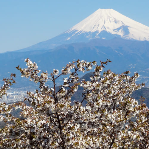 空中公園の四季 山桜