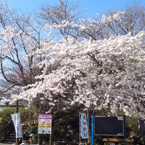 空中公園の四季 ソメイヨシノ