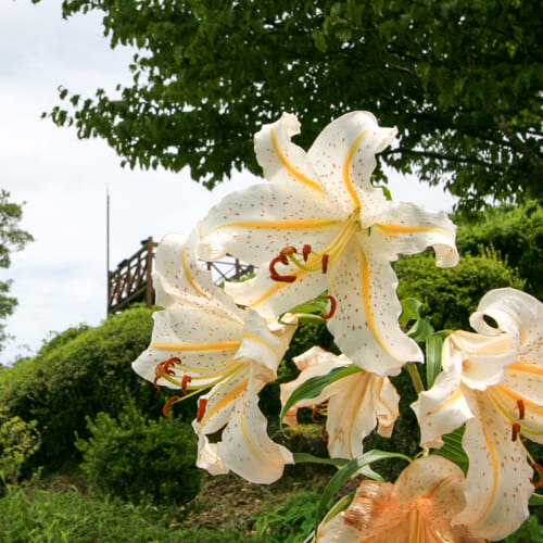 空中公園の四季 山ゆり