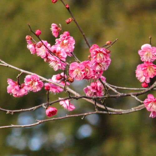 空中公園の四季 紅梅