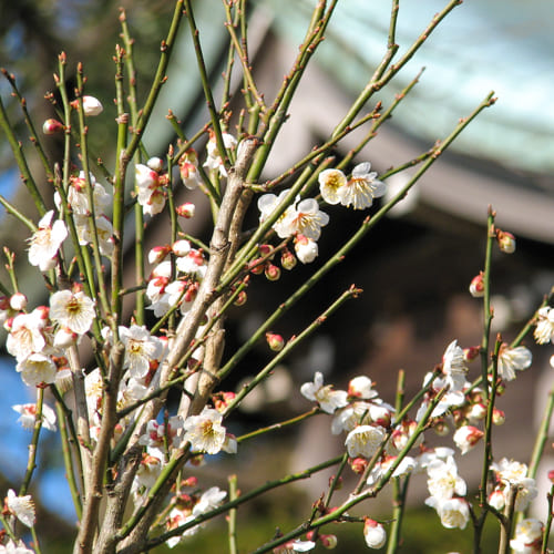 空中公園の四季 白梅