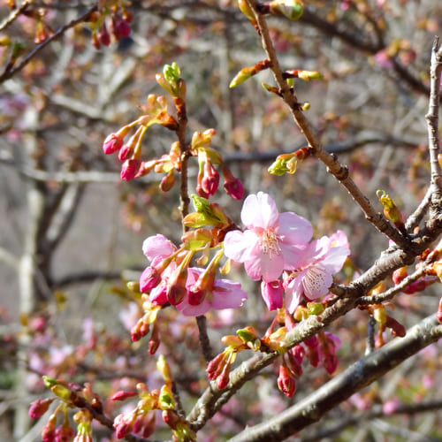 空中公園の四季 河津桜