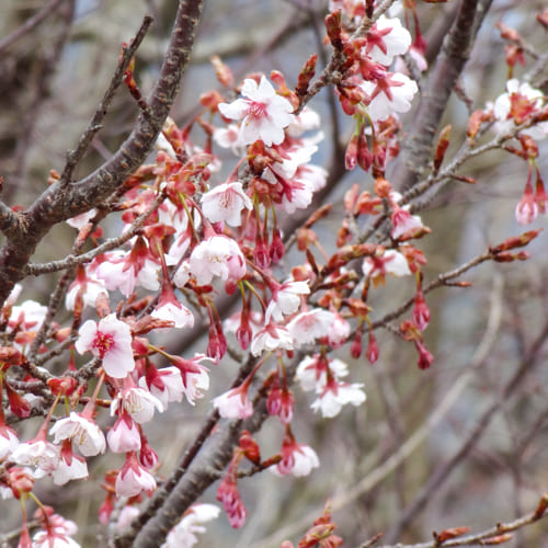空中公園の四季 伊豆の国桜